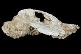 Rare, Partial Bear Dog (Daphoenus) Skull With Associated Bones #175652-4
